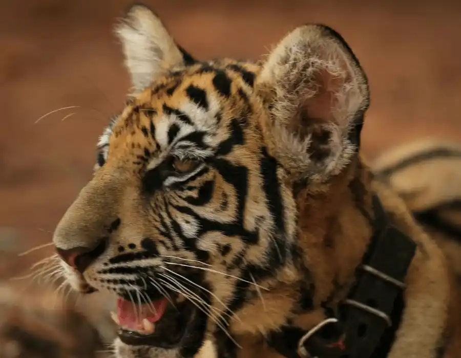 Pai Pai Zoo in Ensenada